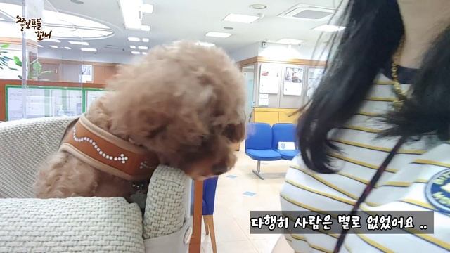 꼬마강아지 난생처음 은행 데려갔더니, 폭풍 애교질에 사람들이 녹아났어요! ㅋㅋㅋ смотреть онлайн