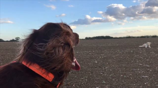 День бегуна смотреть онлайн