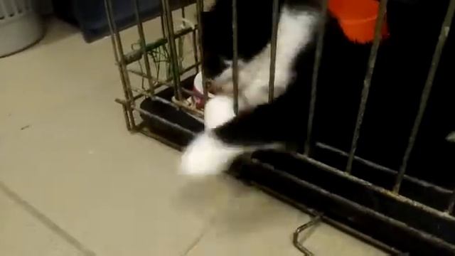 Марсику очень нужен дом! смотреть онлайн