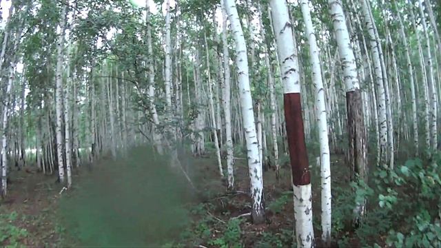 Утренняя прогулка в лес поиск грибов и ягод смотреть онлайн