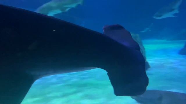 The Best Moments of Joe the Great Hammerhead Shark смотреть онлайн