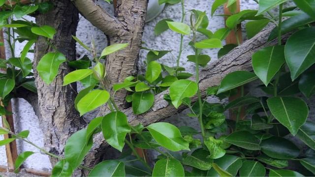 Kaliummangel смотреть онлайн