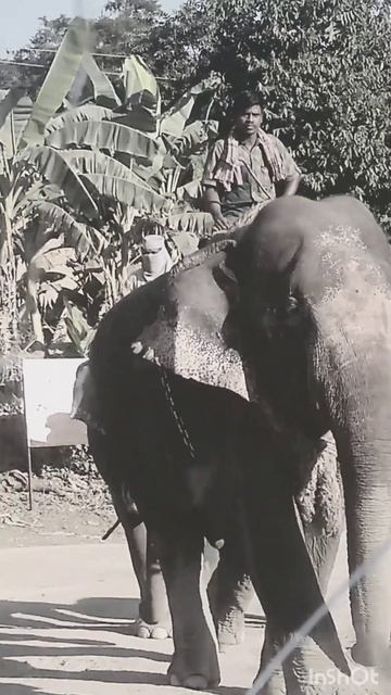 shorts old Elephant amazing video#amazing #story #short 2023 смотреть онлайн