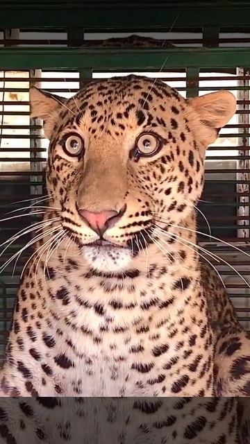 panther passport Size смотреть онлайн