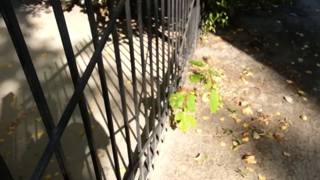 Видео с камеры DOOGEE Valencia 2 Y100 Pro, белочка смотреть онлайн