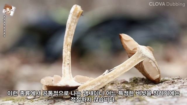 이른봄외대버섯(Entoloma sp. 소통명) смотреть онлайн