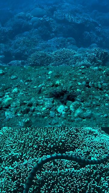 Apo Island Octopus Snakes смотреть онлайн