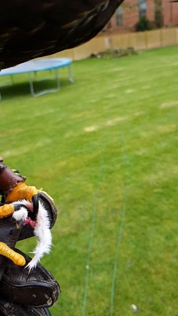 Harris Hawk feeding смотреть онлайн