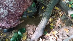 Охота на барсука с проходным капканом.