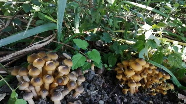 Грибосики выросли во дворе