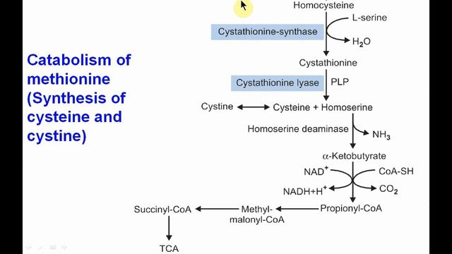 Metabolism of sulfur containing amino acids II Methionine, Cysteine II Biochemistry II Dr Tejas Sha смотреть онлайн
