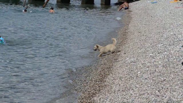 Шарик и МОРЕ... смотреть онлайн