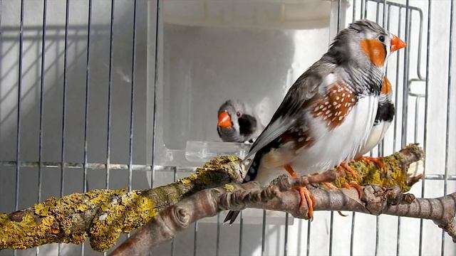 My finches enjoying tje spring bath and nap смотреть онлайн