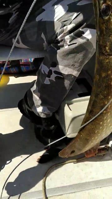 Цепляю очередной трофей на кукан из тросика. #щука #трофей #рыбалка смотреть онлайн