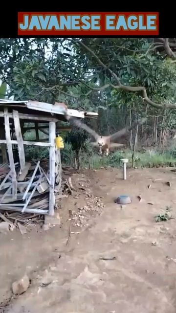 Animal vol:222 - Dangerous animals_javanese eagle #shorts смотреть онлайн