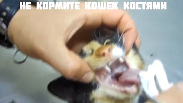 КУКИ В ОПАСНОСТИ
