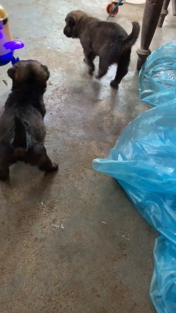 the puppies play with Toy Robot Minions Dance sing😲#shorts смотреть онлайн