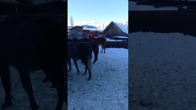 Жабағы,байталдар сатылады Саркан, Аманбөктер ауылы бағасы 200-320мын тел 87714680029#малбазар2022 смотреть онлайн