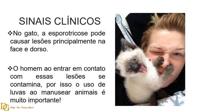 053. Esporotricose Não é Exclusiva Do Gato!
