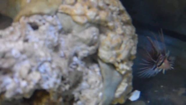 Baby Radiata Lionfish смотреть онлайн