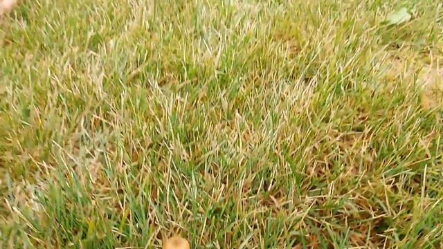 Осінні опеньки на подвір'ї. смотреть онлайн