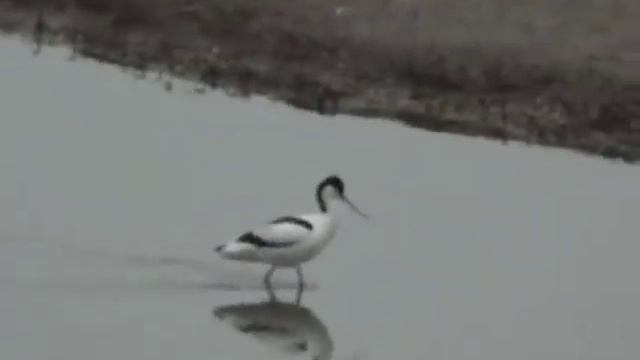 Avocet смотреть онлайн