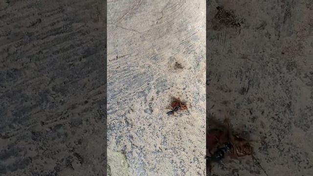 Wasp vs Cockroach смотреть онлайн
