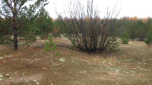 Рaysage Forestier. Solikamsk. Russie 🇷🇺