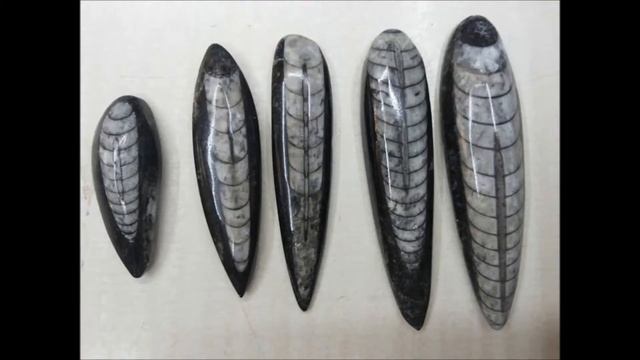 Orthoceras