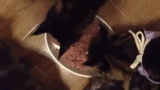 video 1446108226 mp4 смотреть онлайн