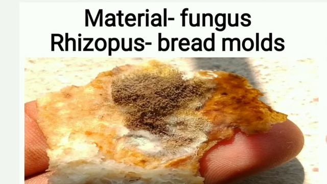 How prepare a slide of FUNGI? fungi practical kaise karte hai? rhizopus practical by Ashok sir смотреть онлайн