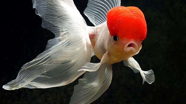 TOP 10 Freshwater Aquarium Fish! + My Top 5, What’s Yours? смотреть онлайн