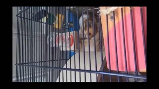 Savic Mickey 2XL Hamster Cage Tour смотреть онлайн