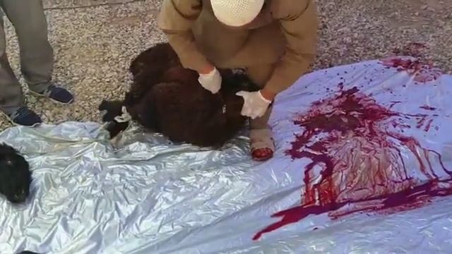 +18 Güney Türkistan'da Kurban faaliyetleri 14 смотреть онлайн