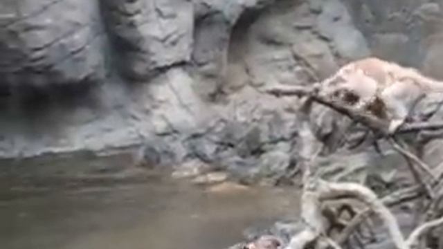 Sea Otters Kill a Monkey at the Bronx Zoo смотреть онлайн