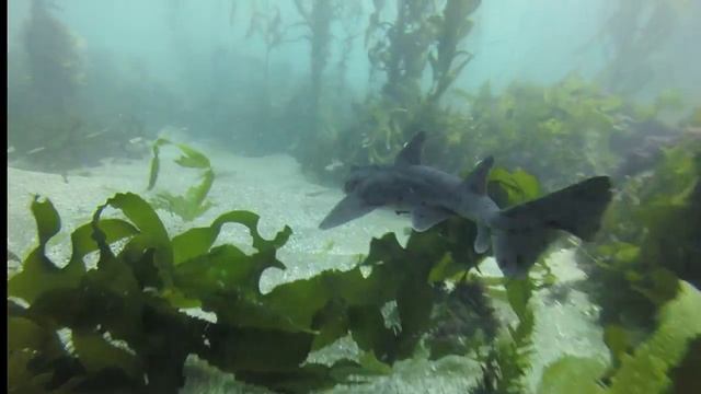 Many Many Sleepy Horn Sharks смотреть онлайн