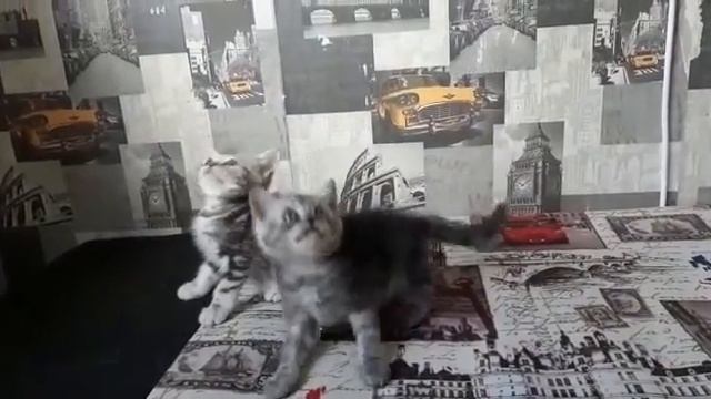 Британские мраморные котята на продажу ns 22 и bs 22 смотреть онлайн