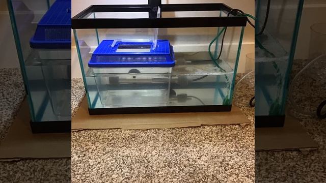 My Zebra Danio fry setup! смотреть онлайн