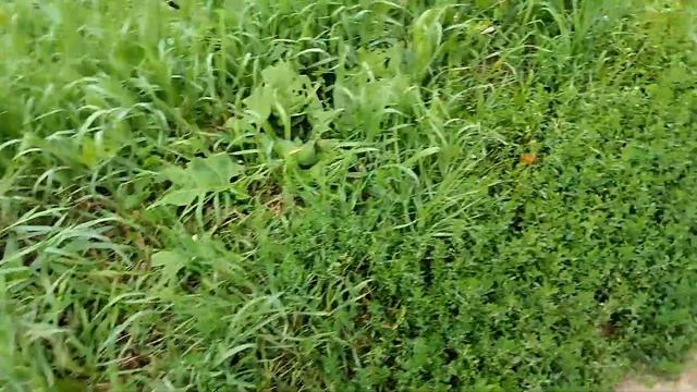 Огромные слизни порабощают Москву... смотреть онлайн