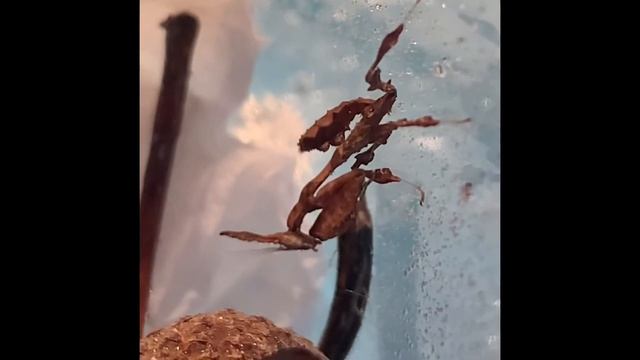Ghost praying Mantis (Feb 2021) смотреть онлайн