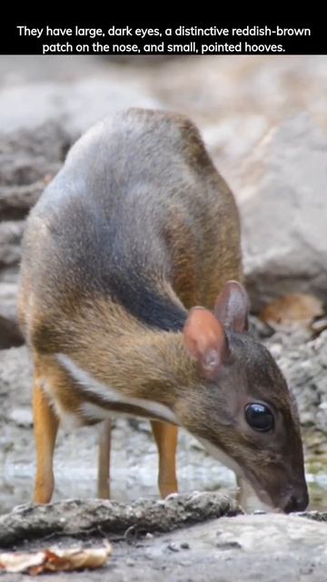 Learn Kirk's dik-dik Facts #loveanimals #animallover #animalshorts #animals #animalsvideo #animal смотреть онлайн