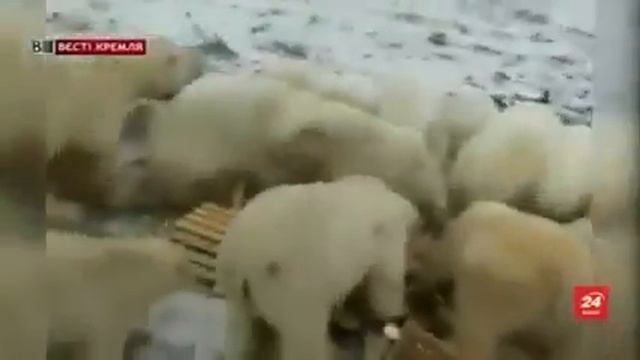 Умка в шоке. смотреть онлайн
