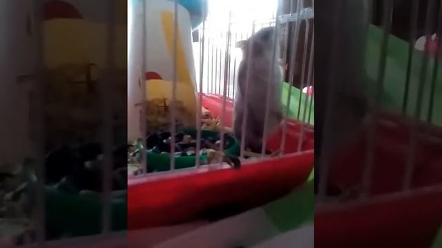 Ура хорошая новость мне купят ахатин мальчик и девочка смотреть онлайн