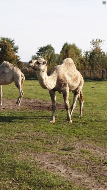 Зачем верблюду горб? Интересное видео смотреть онлайн