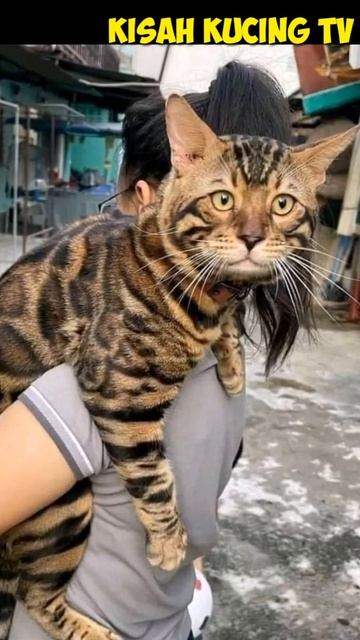 Kumpulan foto kucing paling kocak смотреть онлайн