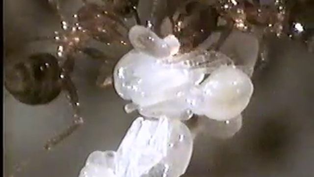 Toilettage des nymphes chez la fourmie Pheidole megacephala смотреть онлайн