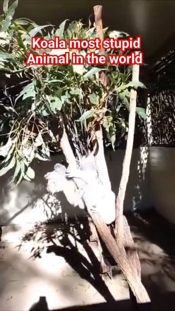 Most Stupid Animal In The World Is (Koala)🐨#beautiful #trending #cute#shorts смотреть онлайн