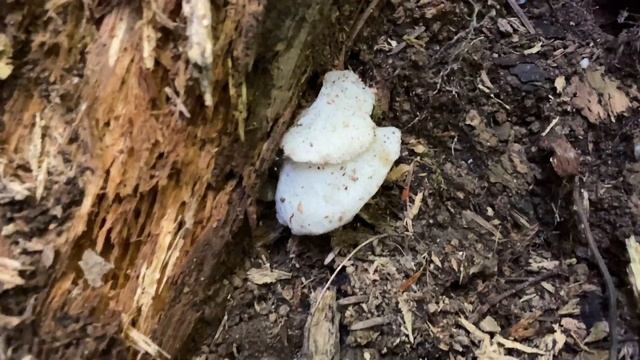 Pseudohydnum Gelatinosum, August 13, 2023