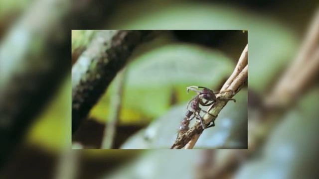 CORDYCEPS (D_A) смотреть онлайн