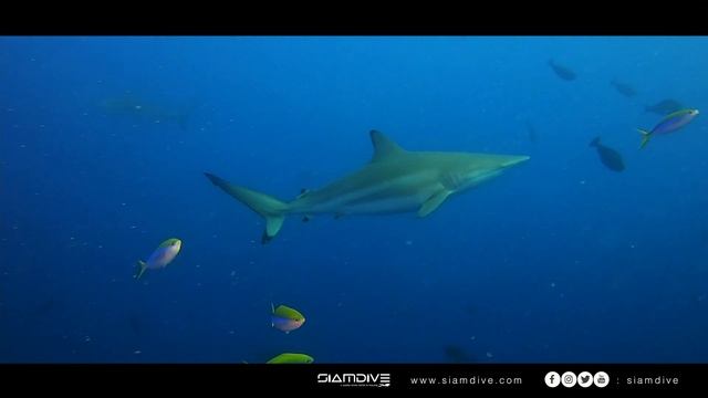 Spinner Shark | Inspirational Music | Cinematic Music | Background Music смотреть онлайн